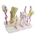 Travel Baby Bottle Drying Rack, Foldable Portable Bottle Drying Rack, Holds Up by DIJIAMEIYA