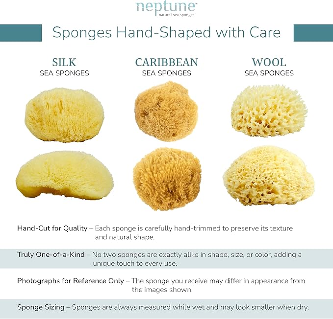 Neptune Caribbean Sea Sponge, Hand Cut, Approx. 5-6 inches - Image 5